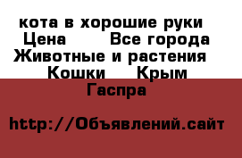 кота в хорошие руки › Цена ­ 0 - Все города Животные и растения » Кошки   . Крым,Гаспра